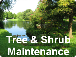 Tree & Shrub Maintenance