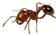 Fire Ant Treatments and Prevention