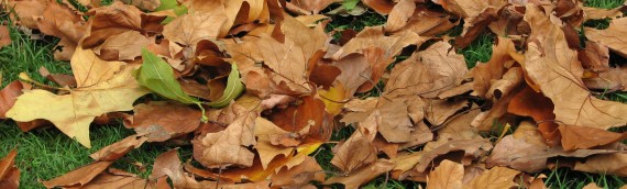 Preparing Your DFW Lawn For Winter