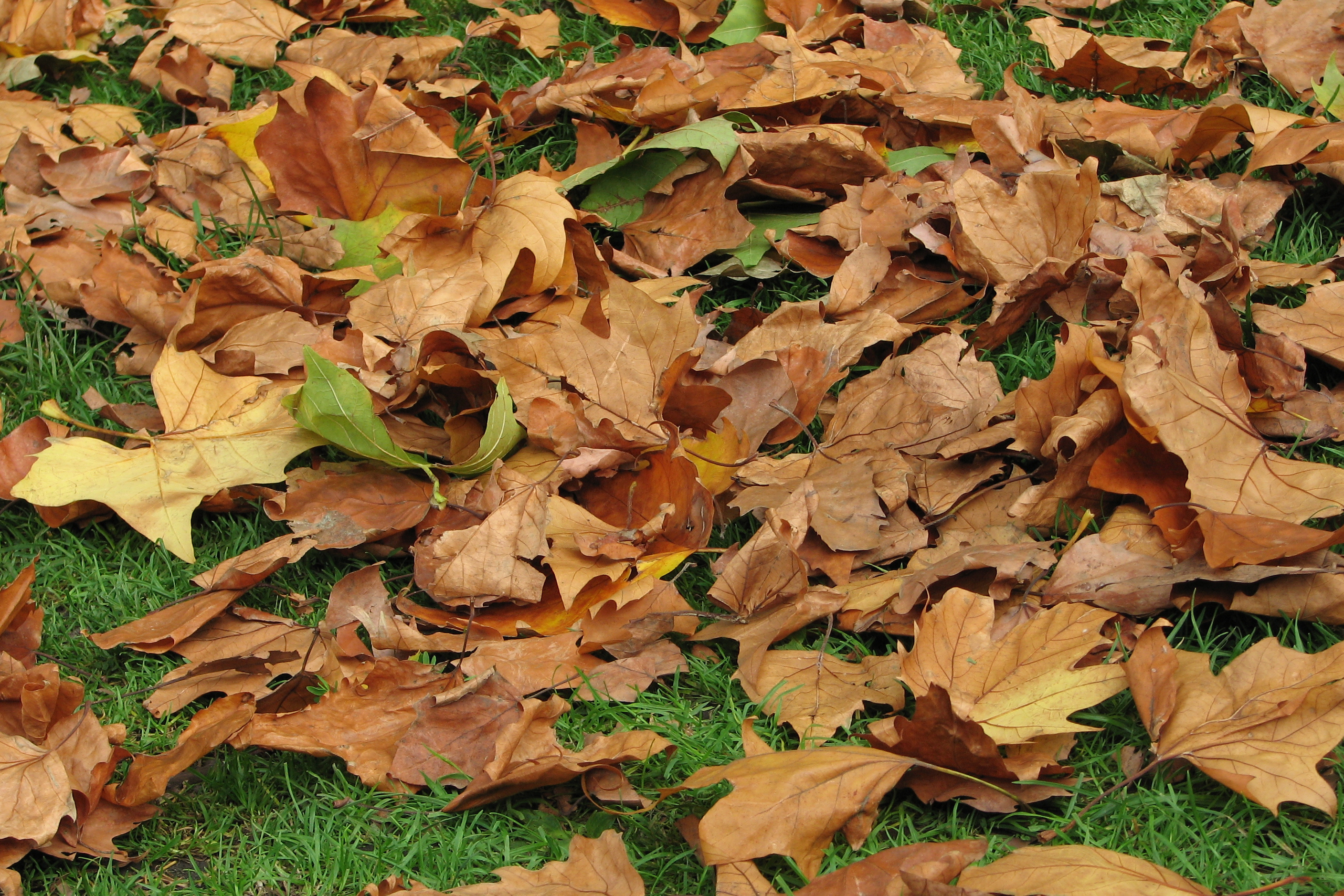 How to Care for Your Lawn During the Fall, Winter in North Texas