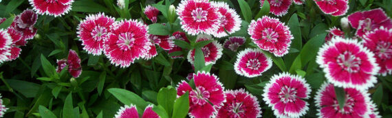 Spring Lawn Care In Dallas TX: Preparing Your Grass For Texas Heat