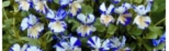 How To Prepare Your Dallas TX Lawn And Garden Beds For Spring Growth