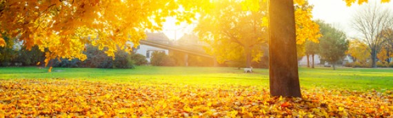 Newsletter: Fall Flowers and Preparing Your Lawn for Winter