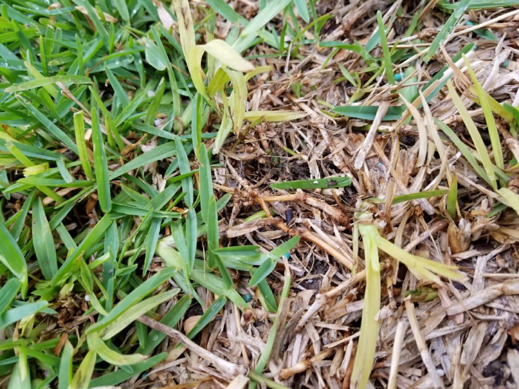 Take All Patch in St. Augustine Lawns Granulawn, Inc. Dallas, TX