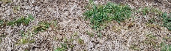 Take All Patch in St. Augustine Lawns