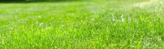 Lawn Care: When is the Best Time to Fertilize Your Lawn?