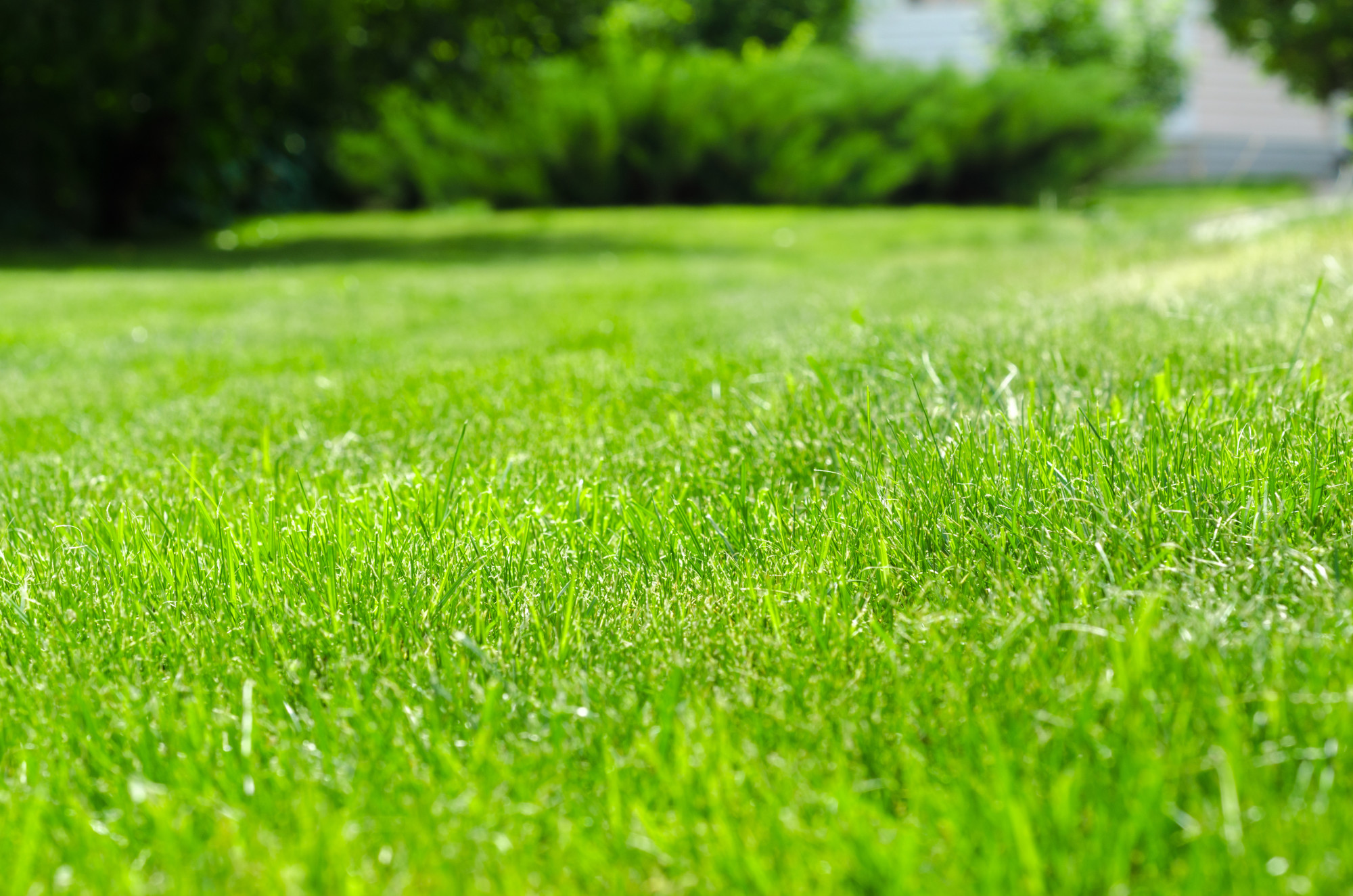 when is the best time to fertilize your lawn