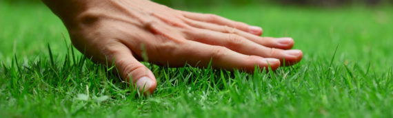 The Grass Is Always Greener: How to Make Your Lawn Greener