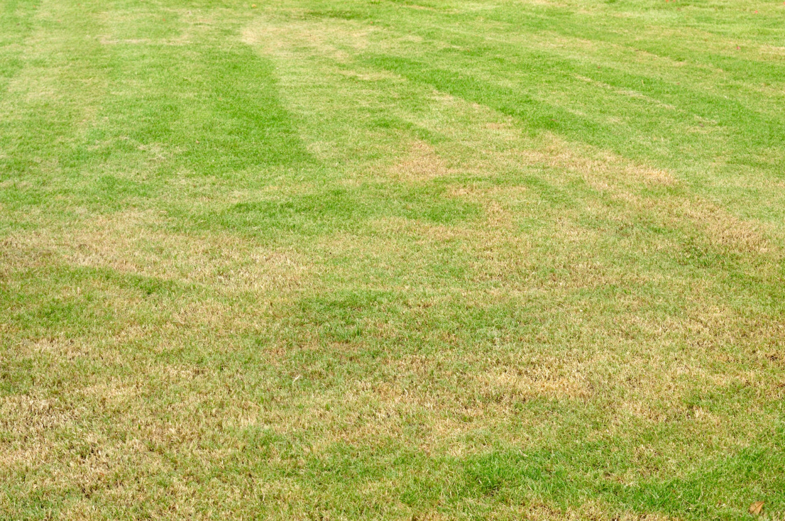 Save a Dying Lawn What to Know About Lawn Drought Care