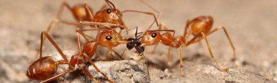 Putting Out the Fire: How to Get Rid of Fire Ants in Your Lawn
