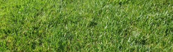 5 Reasons to Keep a Lawn Fertilizer Schedule