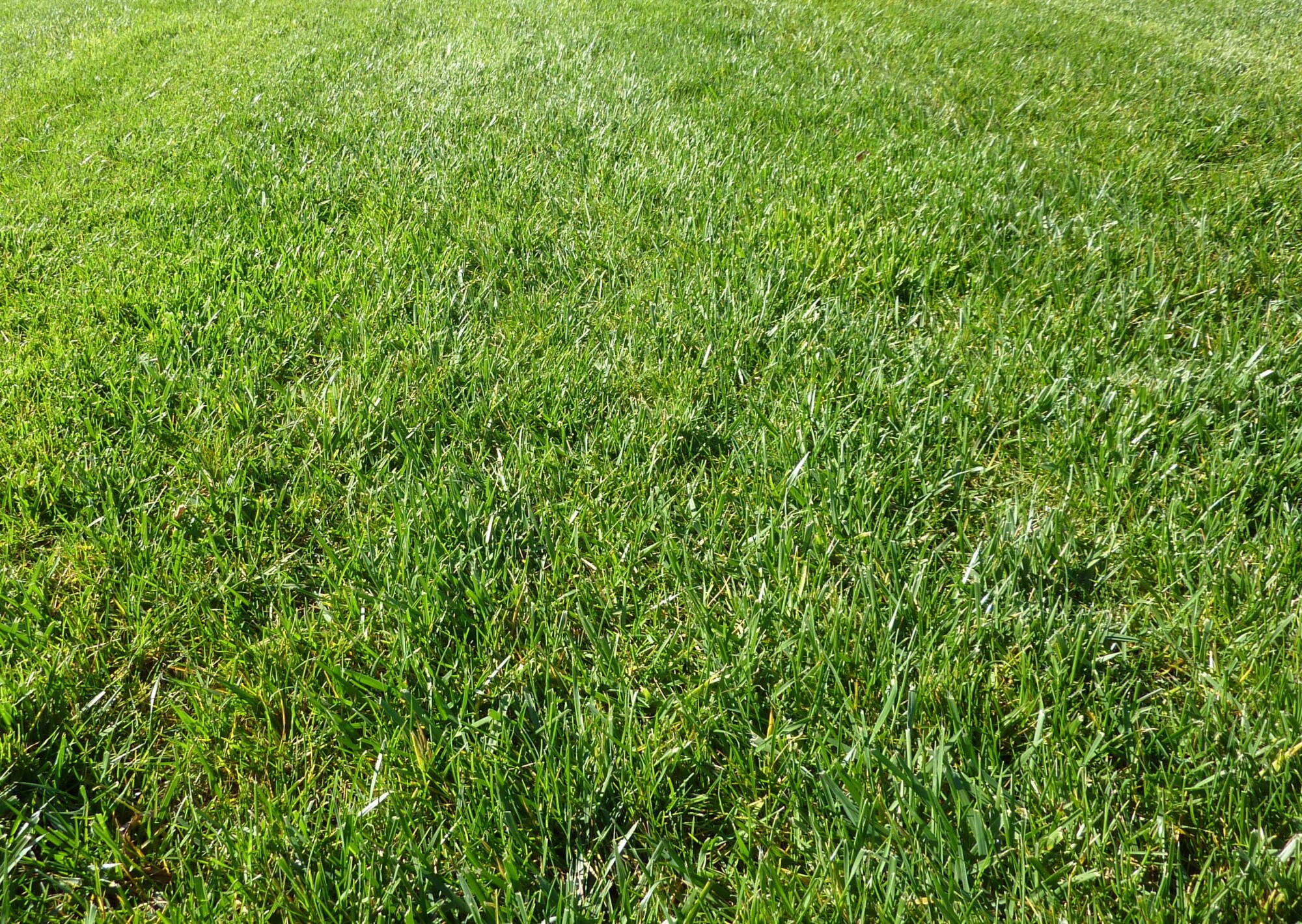 5 Reasons To Keep A Lawn Fertilizer Schedule