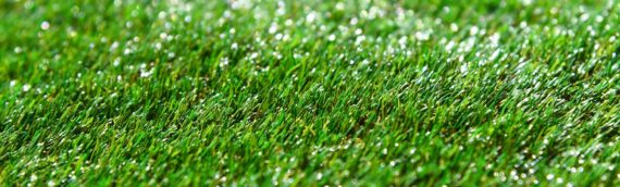 How to Choose the Right Type of Lawn Grass for Your Needs